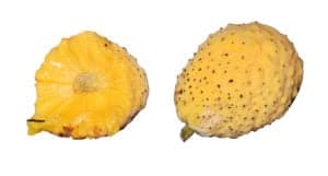 Artocarpus Hypargyreus