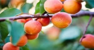 Bunch Ripe Apricots