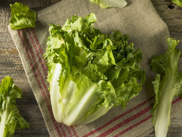 Raw Green Organic Escarole