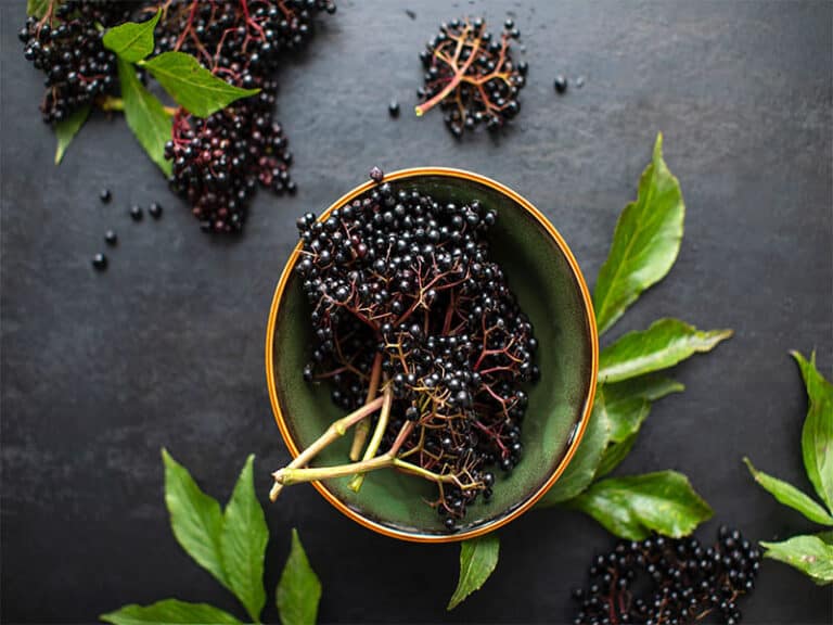 Raw Ripe Elderberry Bowl