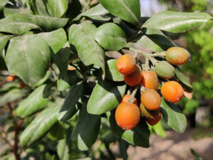 Peumo Trees