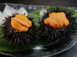 Sea Urchin