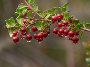 Ugni Fruit