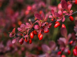 Barberry Berberis Vulgaris Branch