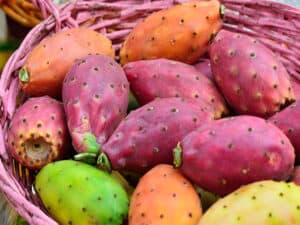 Colored Prickly Pear Basket