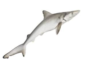 Dogfish Spurdog Mud Shark