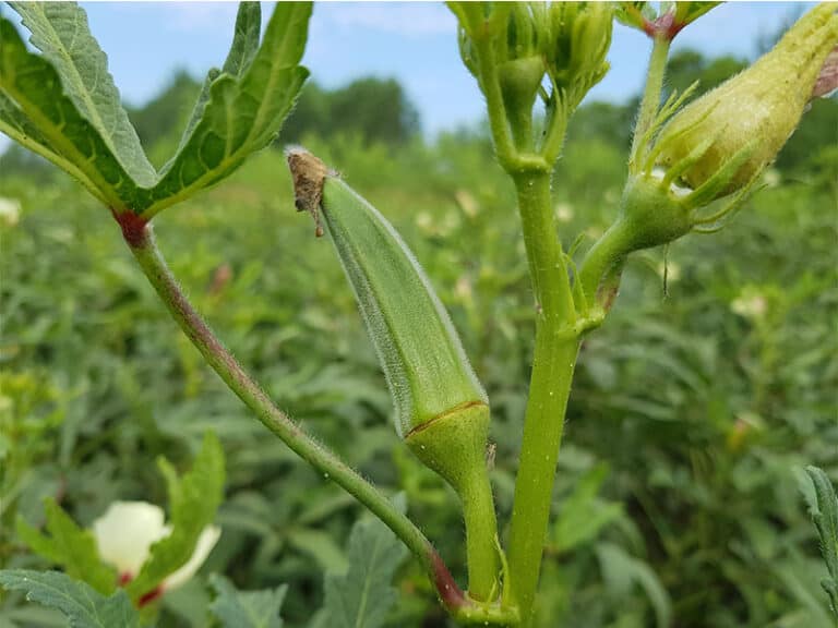 Fresh Okra Seems