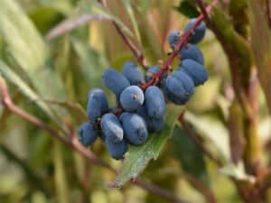 Oregon Grape Fruits