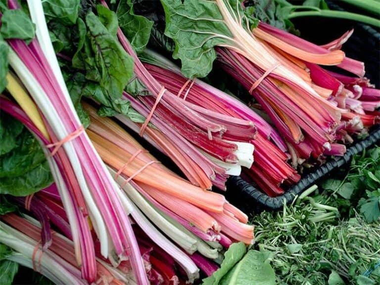 Picked Organic Rhubarb