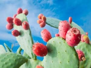 Prickly Pear Cactus