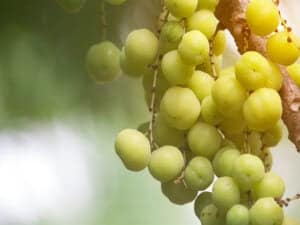 Star Gooseberry Fruit