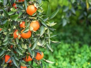 Tangerine Garden Sunlight Ripe