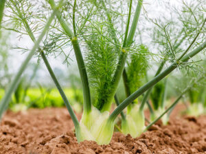 Fresh Fennel