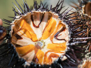 Fresh Sea Urchins Ricci