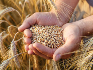 Handful Wheat