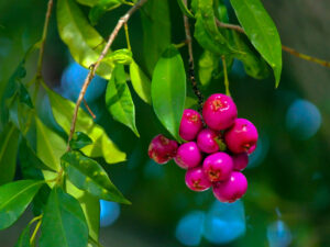 Pink Fruits Australian