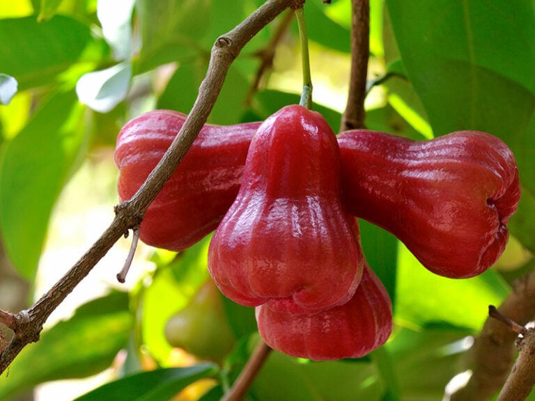 Rose Apples