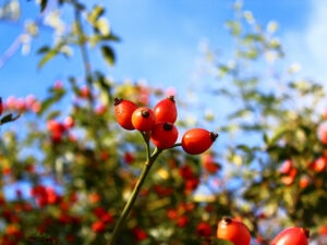 Rose Hips Summer