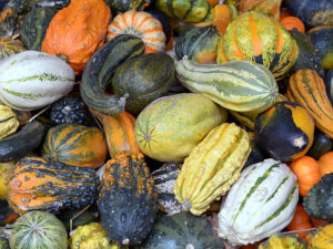 Winter Squash