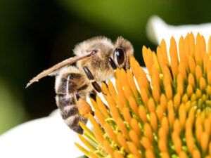 Beautiful Honey Bee