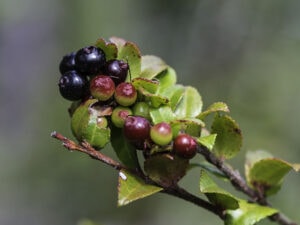 Huckleberry Ovatum Vaccinium