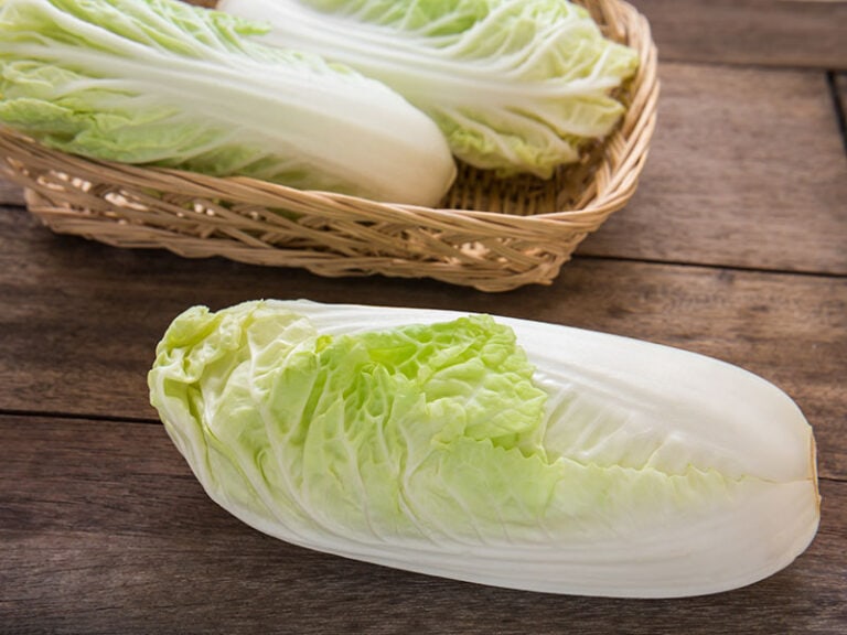 Napa Cabbage