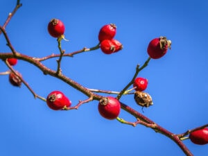 Ripe Hawthorn Autumn