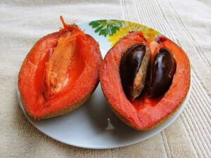 Tropical Fruit Mamey