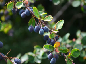 Darwin Barberry