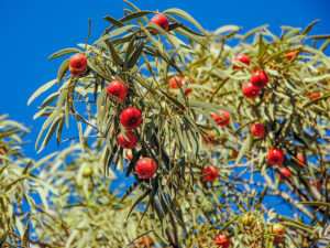 Desert Quandong