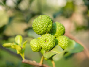 Indonesian Limes