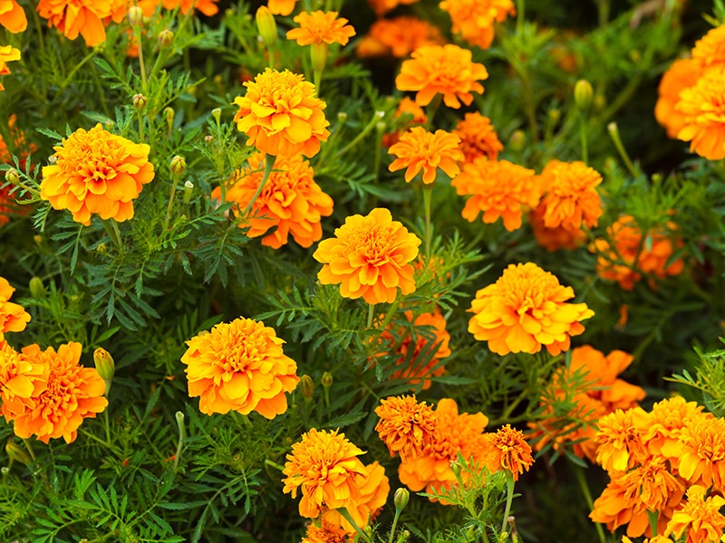 Marigolds Flowers