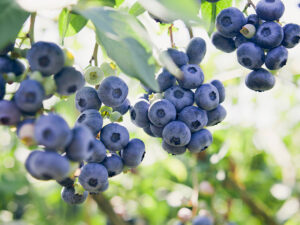 Ripe Dangleberries