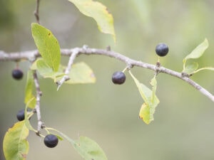 Close Sparkleberry Leaves