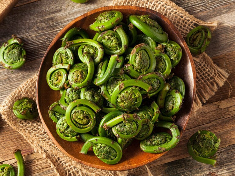 Fiddlehead Ferns