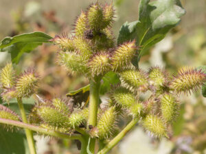 Fruits Xanthium