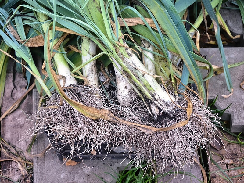 Harvested Leeks