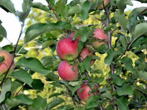 Querina Apple