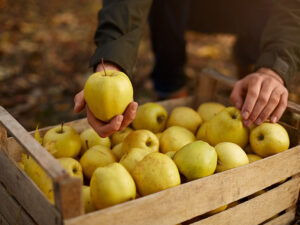 Yellow Apple