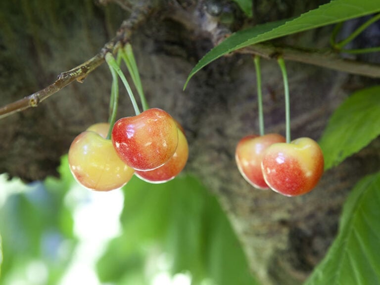 Yummy Cherries