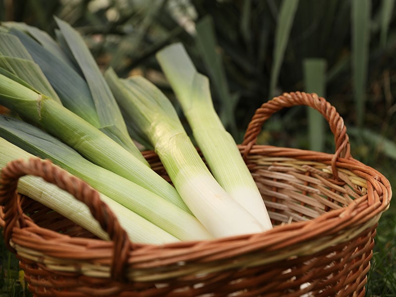 Fresh Raw Leeks Wicker Basket