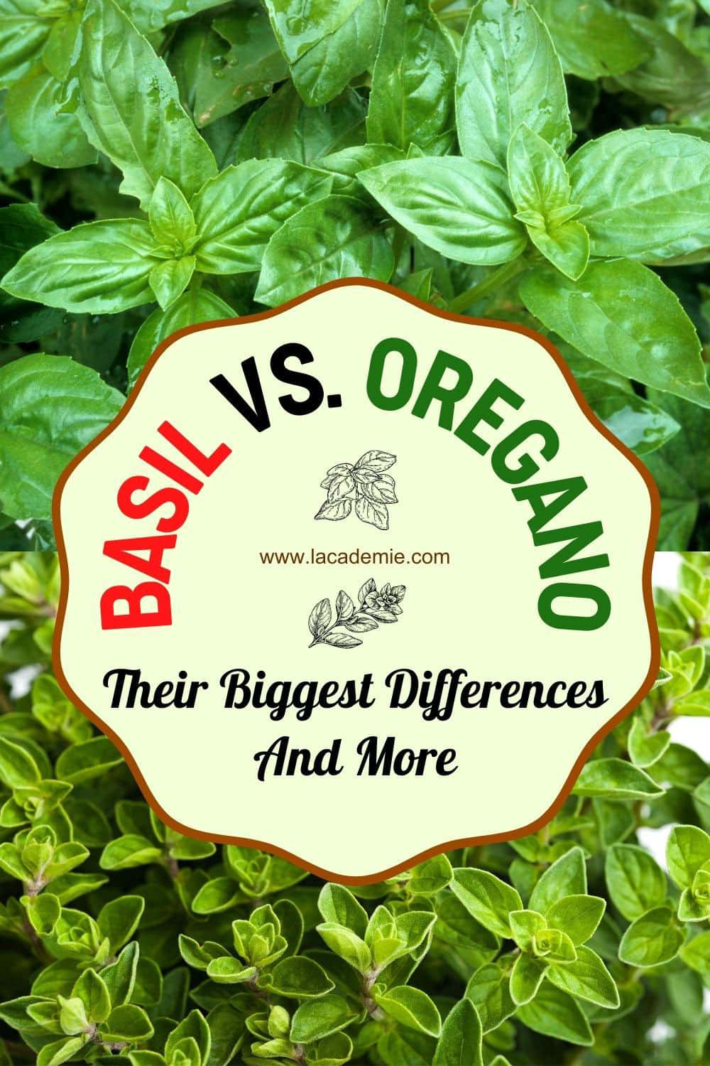Basil vs. Oregano Appearance, Taste, Smell, and More