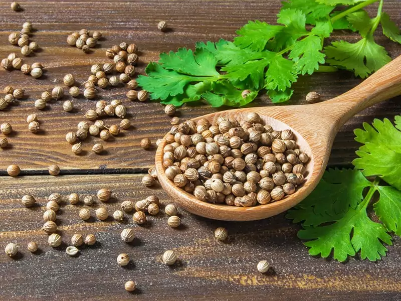 Dry Coriander Seed