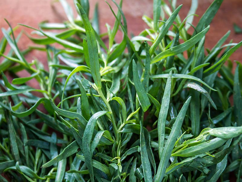 History Of Tarragon