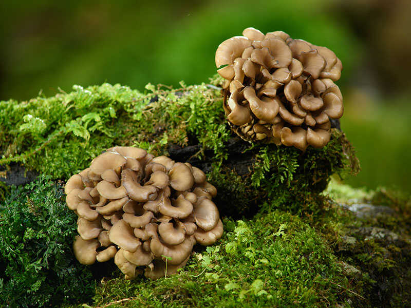 Maitake Mushrooms