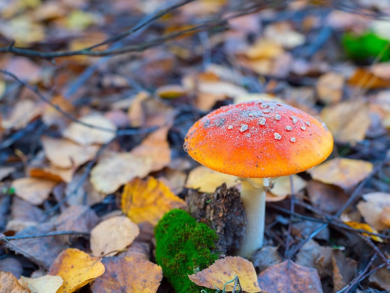 Tamagotake Mushrooms