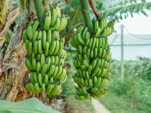 Banana Tree