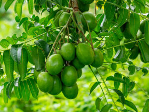 Hog Plum Makok