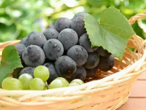 Kyoho Grapes