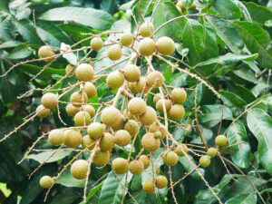 Longan Fruitlamyai